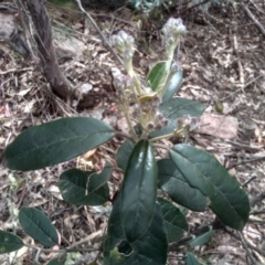 Olearia megalophylla (Large-leaf Daisy-bush) at Tinderry, NSW - 14 Oct 2023 by mahargiani