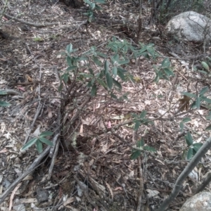 Olearia megalophylla at Tinderry, NSW - 15 Oct 2023 10:08 AM