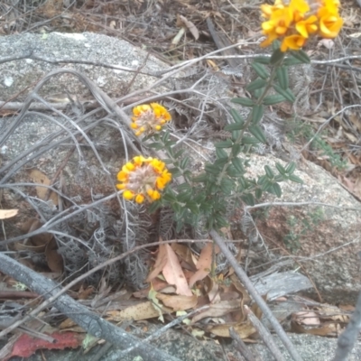 Oxylobium ellipticum (Common Shaggy Pea) at Tinderry, NSW - 14 Oct 2023 by mahargiani