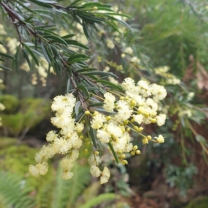 Acacia riceana at Wellington Park, TAS - 4 Jul 2023 01:45 PM