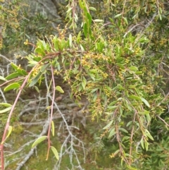 Acacia riceana at Wellington Park, TAS - 4 Jul 2023 01:45 PM