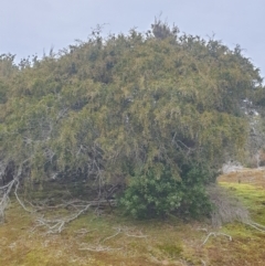 Acacia riceana at Wellington Park, TAS - 4 Jul 2023 01:45 PM