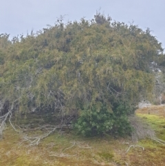 Acacia riceana at Wellington Park, TAS - 4 Jul 2023