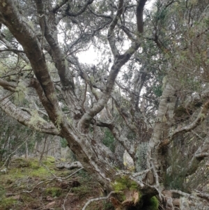 Acacia riceana at Wellington Park, TAS - 4 Jul 2023 01:45 PM