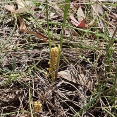 Lomandra filiformis subsp. coriacea (Wattle Matrush) at The Pinnacle - 12 Oct 2023 by sangio7