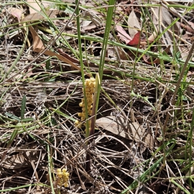 Lomandra filiformis subsp. coriacea (Wattle Matrush) at Belconnen, ACT - 12 Oct 2023 by sangio7