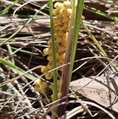 Lomandra filiformis subsp. coriacea at Belconnen, ACT - 12 Oct 2023