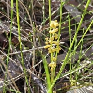 Lomandra filiformis subsp. coriacea at Belconnen, ACT - 12 Oct 2023