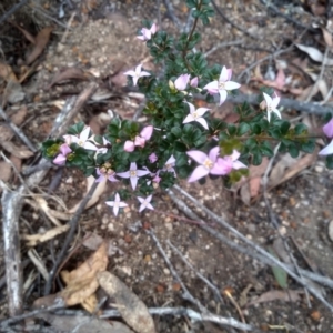 Boronia algida at Tinderry, NSW - suppressed