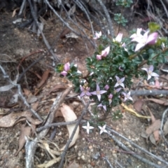 Boronia algida at Tinderry, NSW - 15 Oct 2023