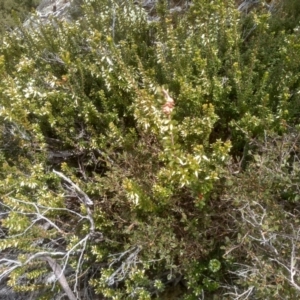 Epacris robusta at Tinderry, NSW - 15 Oct 2023