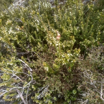Epacris robusta (Round-leaf Heath) at Tinderry Nature Reserve - 15 Oct 2023 by mahargiani