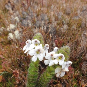 Euphrasia gibbsiae at Southwest, TAS - 23 Sep 2023 12:48 PM