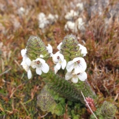 Euphrasia gibbsiae at Southwest, TAS - 23 Sep 2023 12:48 PM