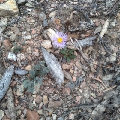 Brachyscome spathulata (Coarse Daisy, Spoon-leaved Daisy) at Tinderry Nature Reserve - 15 Oct 2023 by mahargiani