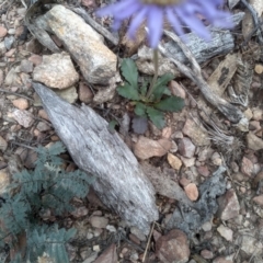 Brachyscome spathulata at Tinderry, NSW - 15 Oct 2023 04:13 PM