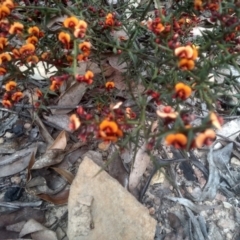 Daviesia ulicifolia subsp. ruscifolia (Broad-leaved Gorse Bitter Pea) at Tinderry, NSW - 15 Oct 2023 by mahargiani