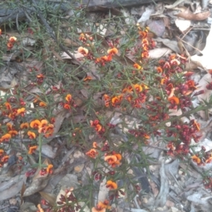Daviesia ulicifolia subsp. ruscifolia at Tinderry, NSW - 15 Oct 2023