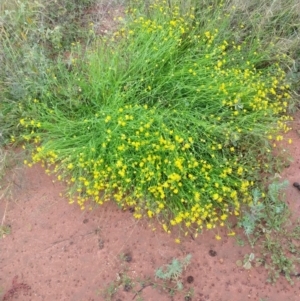 Calotis erinacea at Cunnamulla, QLD - 29 Aug 2022