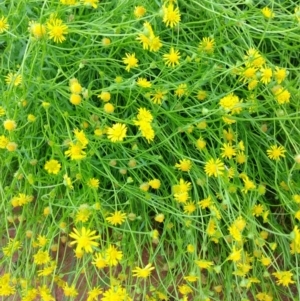 Calotis erinacea at Cunnamulla, QLD - 29 Aug 2022