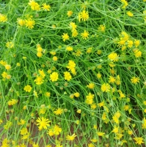 Calotis erinacea at Cunnamulla, QLD - 29 Aug 2022