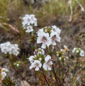 Euphrasia striata at Wellington Park, TAS - 9 Jan 2023