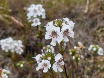 Euphrasia striata (Shiny Striped Eyebright) at Wellington Park, TAS - 9 Jan 2023 by Detritivore