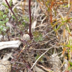 Euphrasia striata at Wellington Park, TAS - 9 Jan 2023