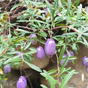 Billardiera longiflora at Wellington Park, TAS - 19 Feb 2023