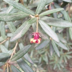 Pittosporum bicolor (Banyalla) at Neika, TAS - 31 Aug 2023 by Detritivore