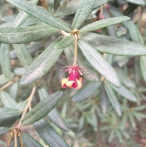 Pittosporum bicolor at Neika, TAS - 31 Aug 2023 11:02 AM