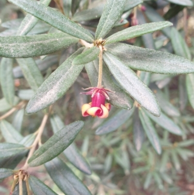 Pittosporum bicolor (Banyalla) at Neika, TAS - 31 Aug 2023 by Detritivore