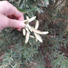 Pittosporum bicolor at Neika, TAS - 31 Aug 2023 11:02 AM