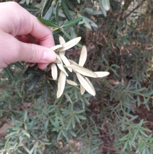 Pittosporum bicolor at Neika, TAS - 31 Aug 2023 11:02 AM