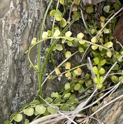 Asplenium flabellifolium (Necklace Fern) at Brindabella National Park - 15 Oct 2023 by JaneR