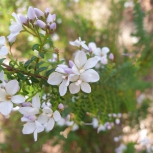 Veronica formosa at Fern Tree, TAS - 25 Sep 2023