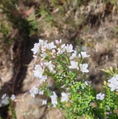 Veronica formosa at Fern Tree, TAS - 25 Sep 2023