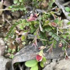 Bossiaea buxifolia (Matted Bossiaea) at Brindabella, NSW - 15 Oct 2023 by JaneR