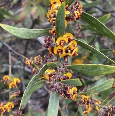 Daviesia mimosoides subsp. mimosoides at Brindabella National Park - 15 Oct 2023 by JaneR