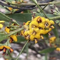 Daviesia mimosoides subsp. mimosoides at Uriarra, NSW - 15 Oct 2023 01:28 PM