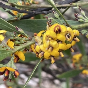 Daviesia mimosoides subsp. mimosoides at Uriarra, NSW - 15 Oct 2023 01:28 PM