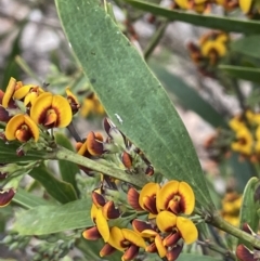 Daviesia mimosoides subsp. mimosoides at Uriarra, NSW - 15 Oct 2023 01:28 PM