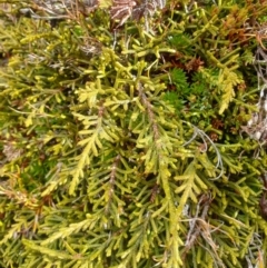 Microcachrys tetragona (Creeping Strawberry Pine) at Southwest National Park - 23 Sep 2023 by Detritivore