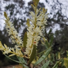 Orites diversifolia (Variable Orites) at Crabtree, TAS - 15 Oct 2023 by Detritivore