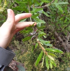 Orites diversifolia at Crabtree, TAS - 15 Oct 2023