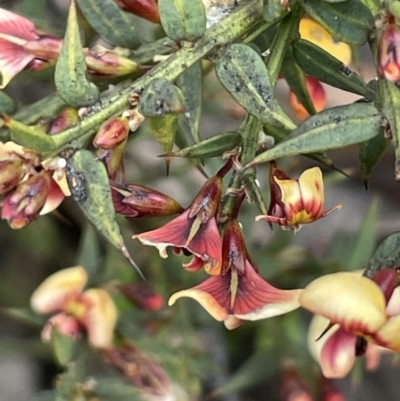 Daviesia ulicifolia subsp. ruscifolia (Broad-leaved Gorse Bitter Pea) at Brindabella National Park - 15 Oct 2023 by JaneR