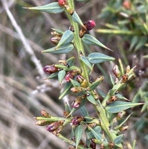 Daviesia ulicifolia subsp. ruscifolia at Brindabella, NSW - 15 Oct 2023