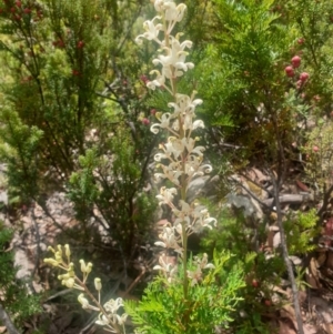 Lomatia tinctoria at Wellington Park, TAS - 7 Feb 2023