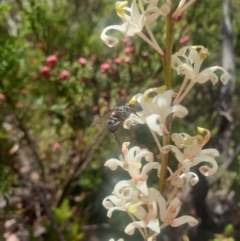 Lomatia tinctoria at Wellington Park, TAS - 7 Feb 2023