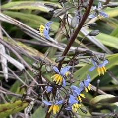 Dianella tasmanica (Tasman Flax Lily) at Brindabella, NSW - 15 Oct 2023 by JaneR